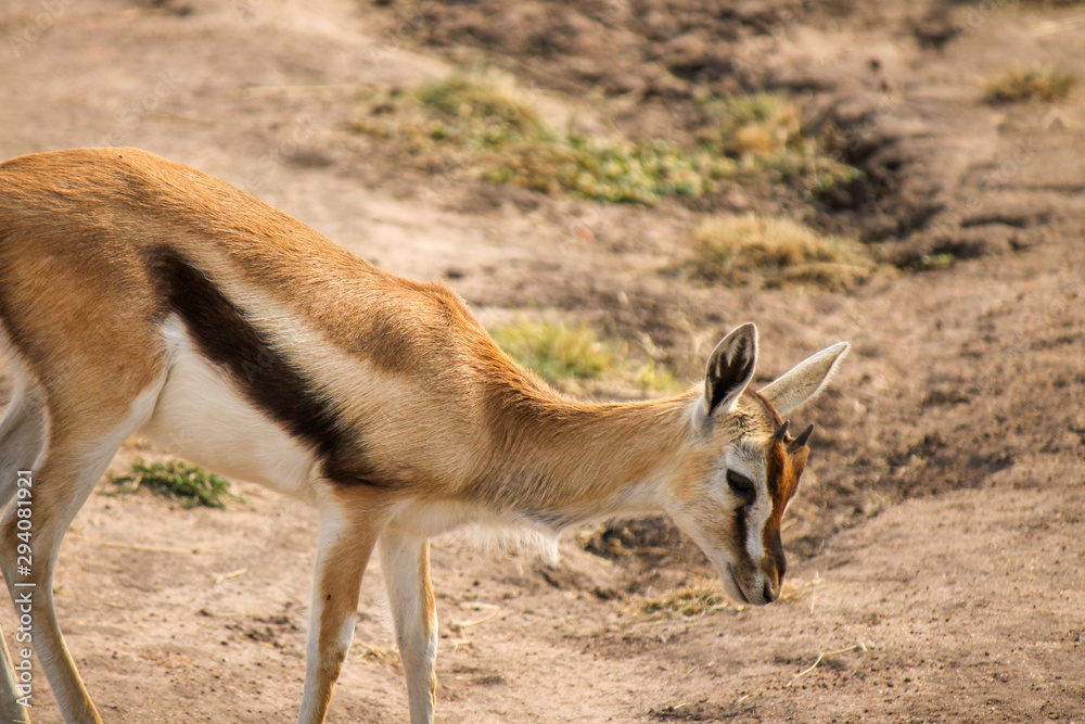 Thomson's Gazelle - Scientific name: Eudorcas thomsonii - Young Animal in Barren Savannah during Dry Season