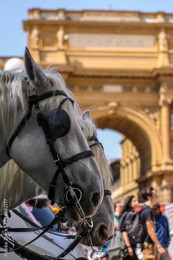 Two horses in Florence at the Piazza della Repubblica with Risanata Arch in the background Two horses in Florence at the Piazza della Repubblica with Risanata Arch in the background