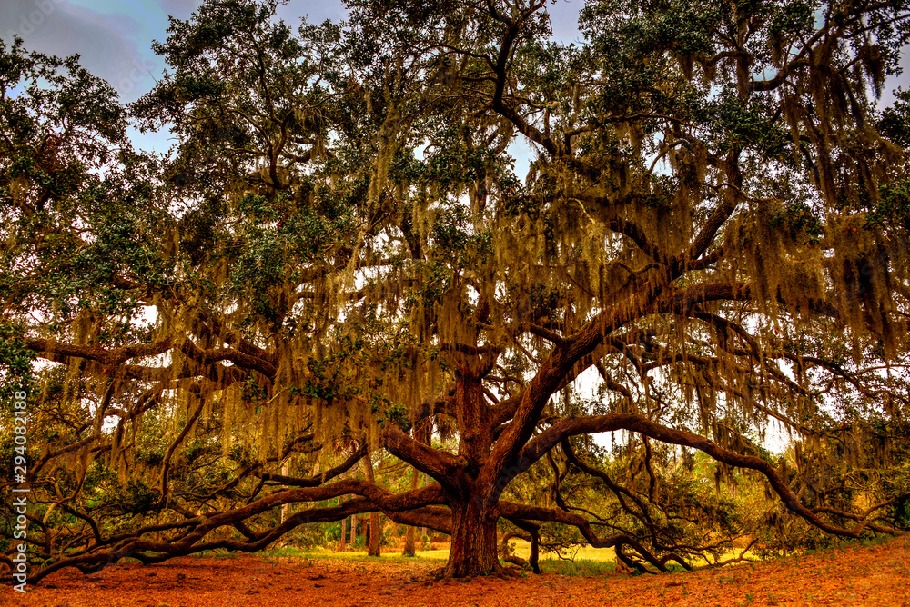 Old southern oak tree