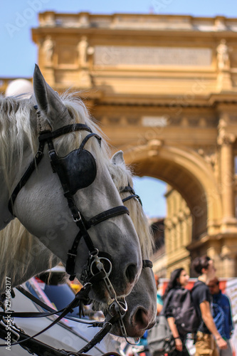 Two horses in Florence at the Piazza della Repubblica with Risanata Arch in the background © Nieuwenkampr