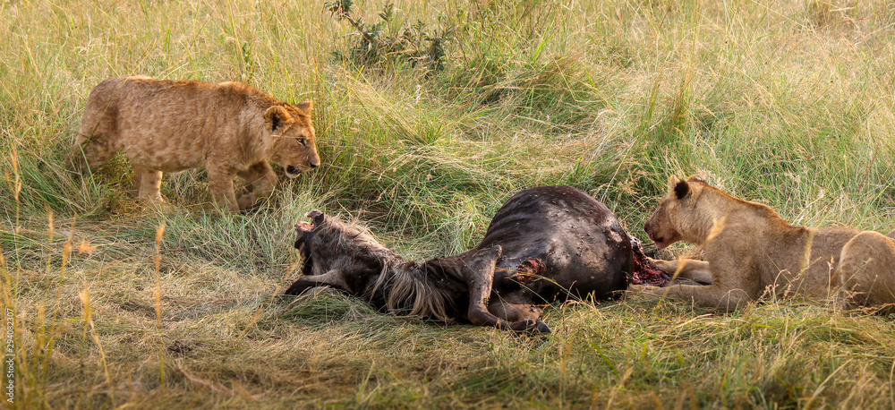 Two sub-adult young male Wild East African Lions - Scientific name: Panthera leo melanochaita - Brothers Feeding off a Freshly Killed Bloody Wildebeest Gnu Two sub-adult young male Wild East African Lions - Scientific name: Panthera leo melanochaita - Brothers Feeding off a Freshly Killed Bloody Wildebeest Gnu