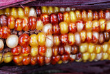 Close up of seasonal Indian summer corn with stalk for Thanksgiving concept