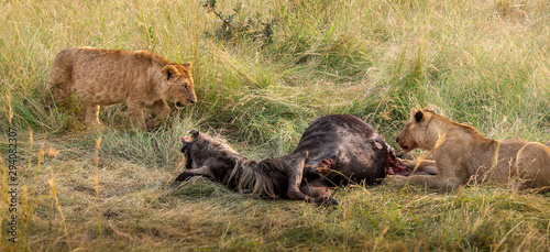 Two sub-adult young male Wild East African Lions - Scientific name: Panthera leo melanochaita - Brothers Feeding off a Freshly Killed Bloody Wildebeest Gnu © Nieuwenkampr