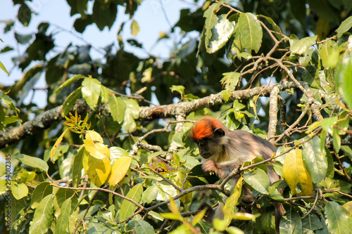 Ugandan Red Colobus Monkey - Scientific name: Procolobus rufomitratus tephrosceles sitting in a tree. This endangered primate species is endemic to eastern Africa and often hunted by chimpanzees photo