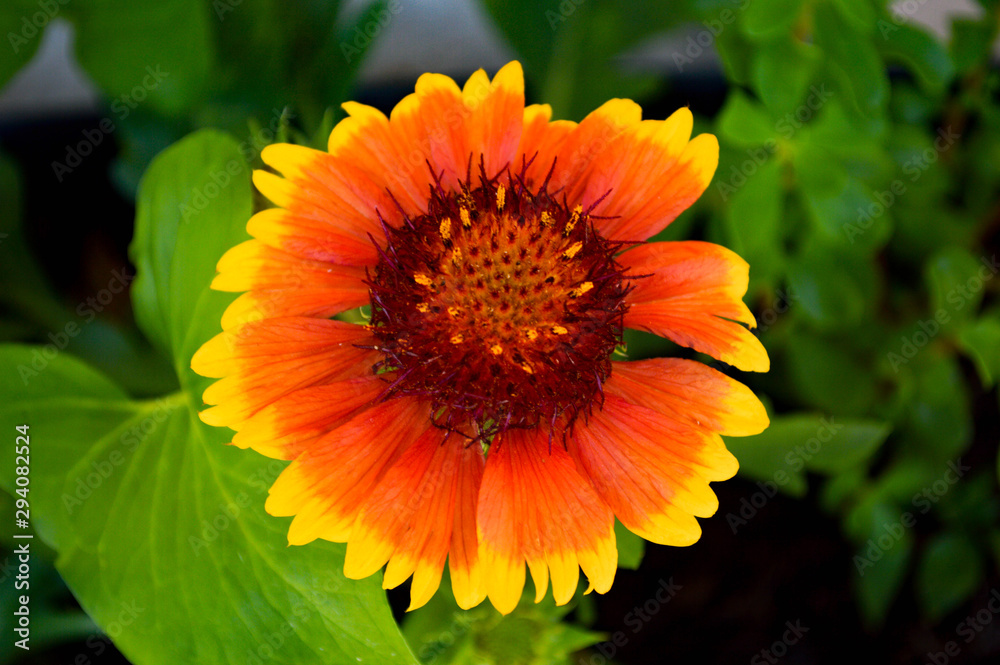 orange flower orange flower