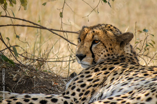 Wild Tanzanian or East African Cheetah - Scientific name- Acinonyx jubatus raineyi syn. fearsoni - resting in the shadow. 