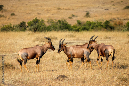 Wild Topi - Scientific name: Damaliscus lunatus jimela - in the Maasai Mara National Reserve. Topi is a highly social fast Antelope closely resembling Sassaby and Hartebeest