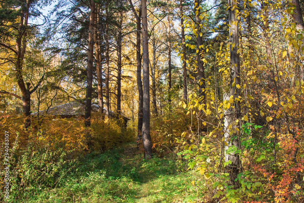 Russia. Yekaterinburg. Autumn forest within the city limits . Russia. Yekaterinburg. Autumn forest within the city limits .