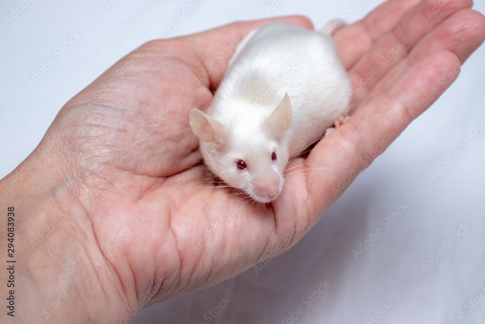 Cropped hand holding pretty cute white laboratory mouse