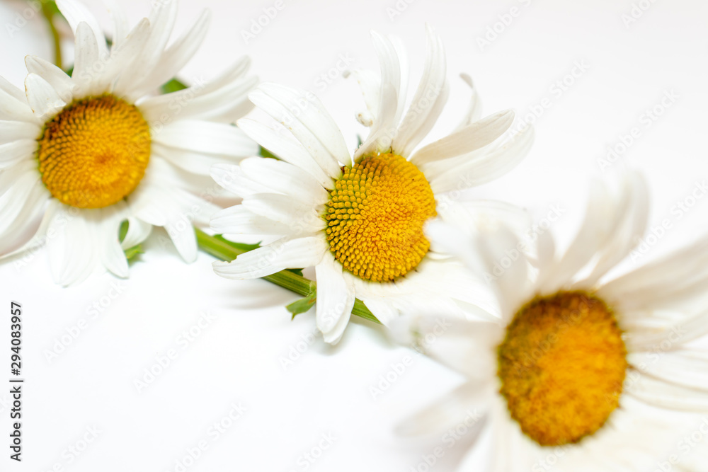 Obraz premium Beautiful camomile daisy flowers, medicinal herbs on white background