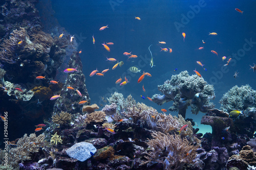 海底の珊瑚と熱帯魚の群れ