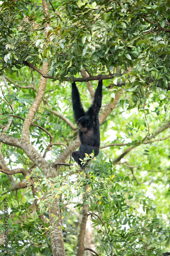 Siamang gibbon in the forest © Steve Lovegrove