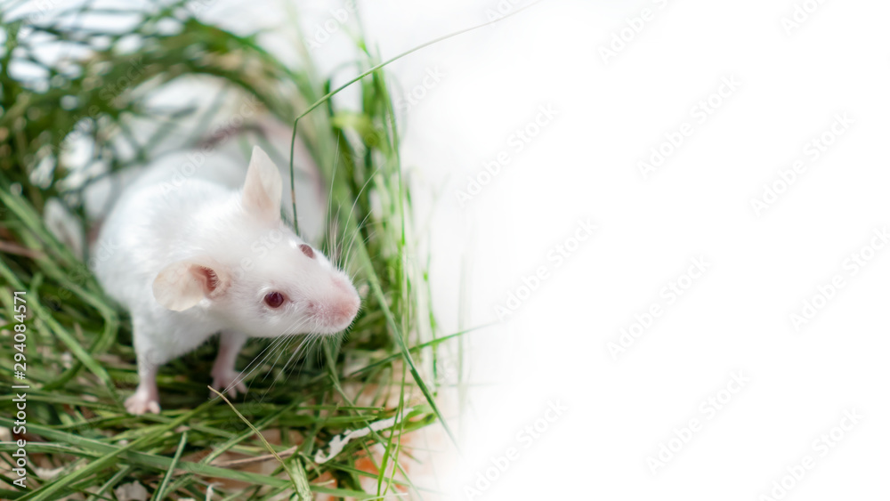 White albino laboratory mouse sitting in green dried grass, hay with copy space. Cute little rodent muzzle close up, pet animal concept White albino laboratory mouse sitting in green dried grass, hay with copy space. Cute little rodent muzzle close up, pet animal concept