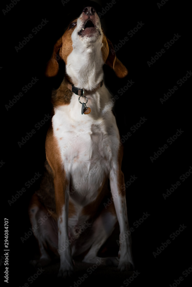 Beagle hound mix howling - Full body low key portrait