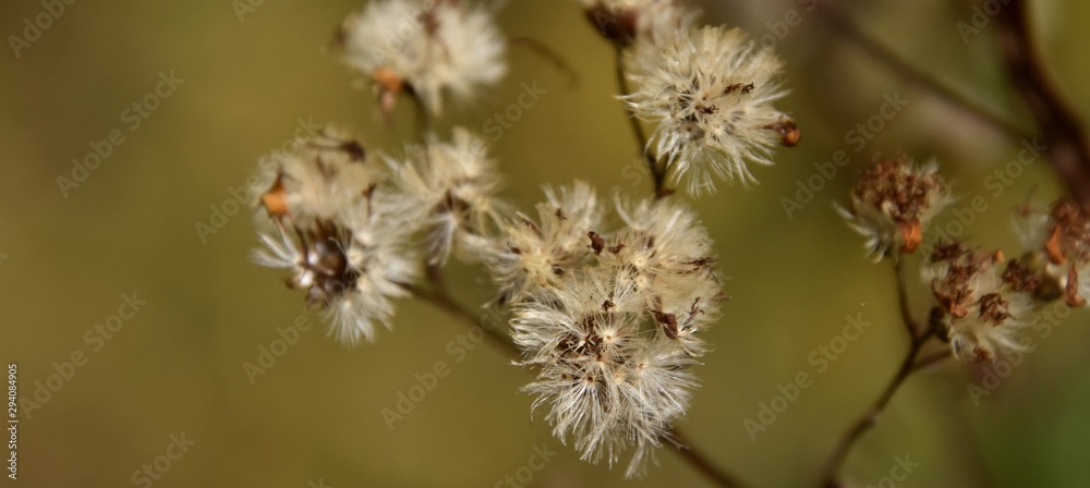 Plantes d'automne Plantes d'automne