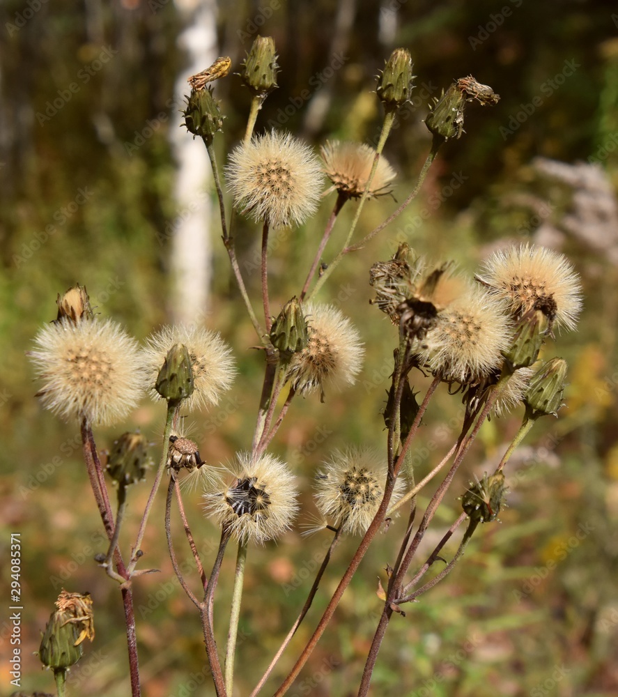 Plantes d'automne Plantes d'automne