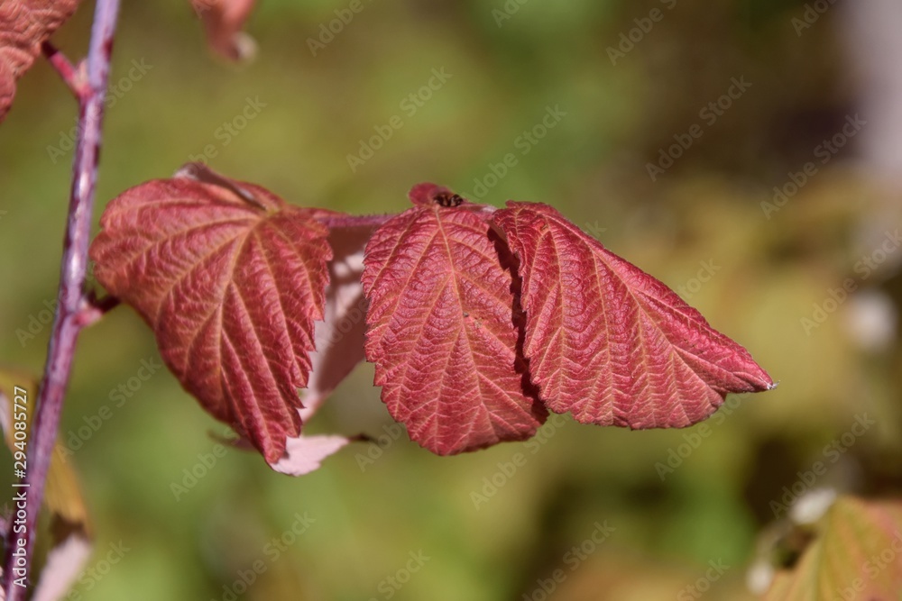 Feuilles d'automne