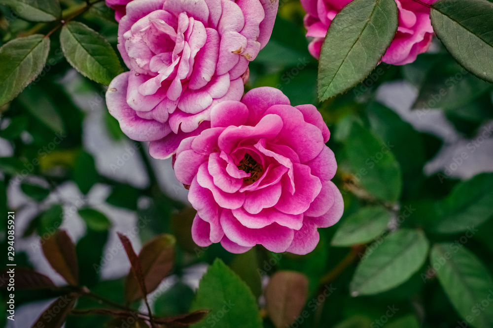 Fototapeta premium pink rose in the garden