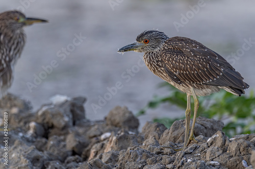 A fledgling Yellow-crowned Night Heron standing on rocks.