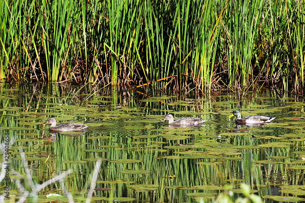 Mallard Duck swimming in a pound with reflections Mallard Duck swimming in a pound with reflections