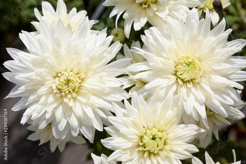 複数の白い菊	