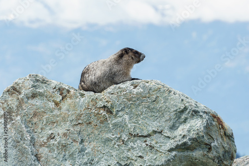 Wild large Hoary Marmot in natural environment of mountains.
