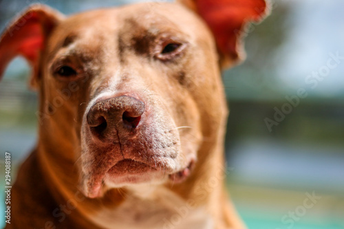 American Staffordshire Terrier / Pit Bull Dog  © LifeGemz