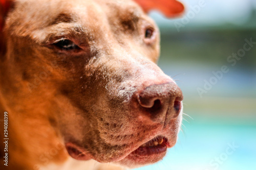 Wallpaper Mural American Staffordshire Terrier / Pit Bull Dog  Torontodigital.ca