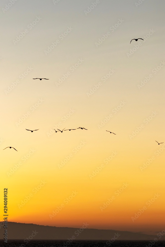 flock of birds in sunset