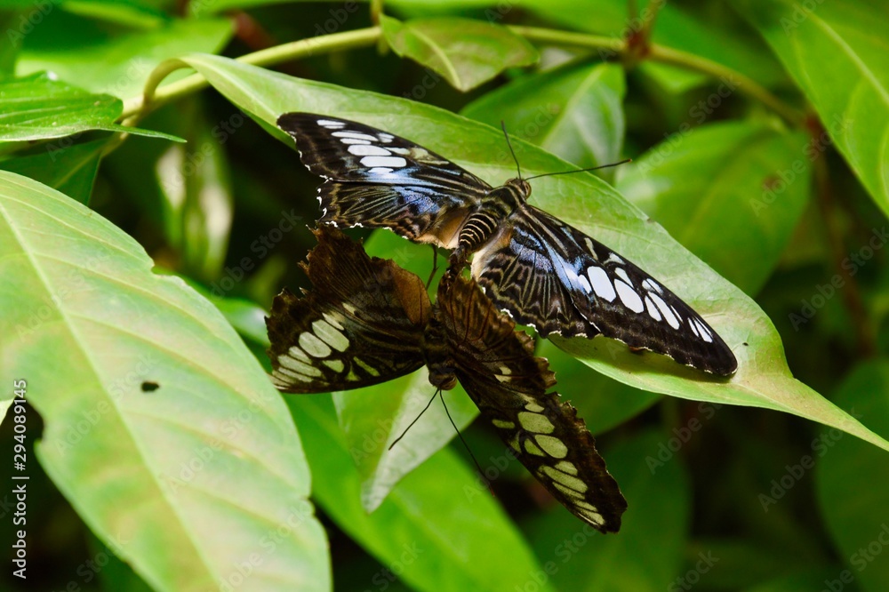 Twin Butterflies Twin Butterflies
