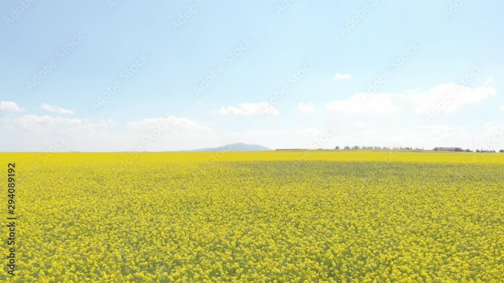 beautiful landscape with canola field under the blue sky (aerial) beautiful landscape with canola field under the blue sky (aerial)