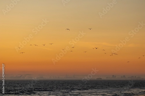 birds in flight during sunset © K KStock