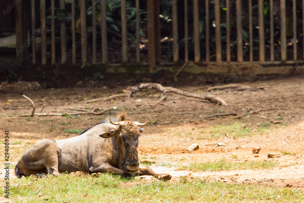 Fototapeta premium Gnu antelope in zoo malacca, malaysia