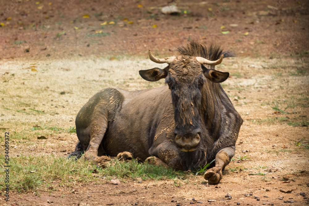 Gnu antelope in zoo malacca, malaysia Gnu antelope in zoo malacca, malaysia