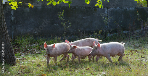 Feral domestic pigs feed on the gifts of nature. Potential vectors African swine fever virus. photo