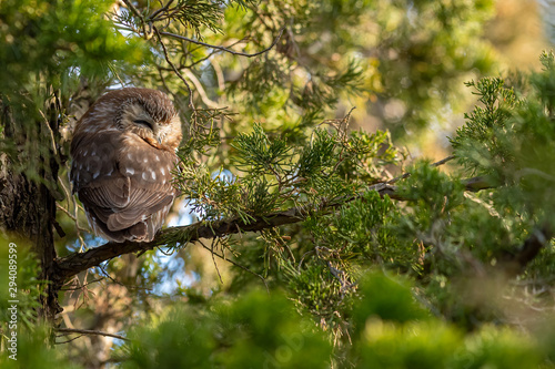 A tiny Northern Saw-whet Owl sleeping in a cedar tree.