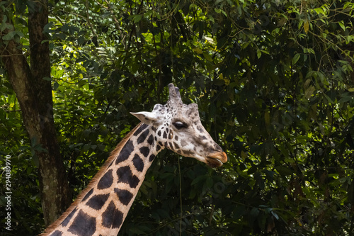 closeup view of giraffe in zoo malacca, malaysia