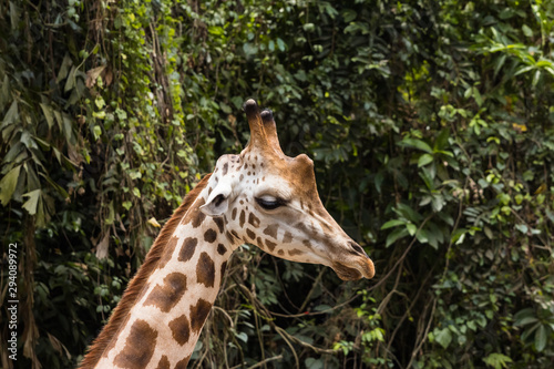 closeup view of giraffe in zoo malacca, malaysia © ZAIRIAZMAL