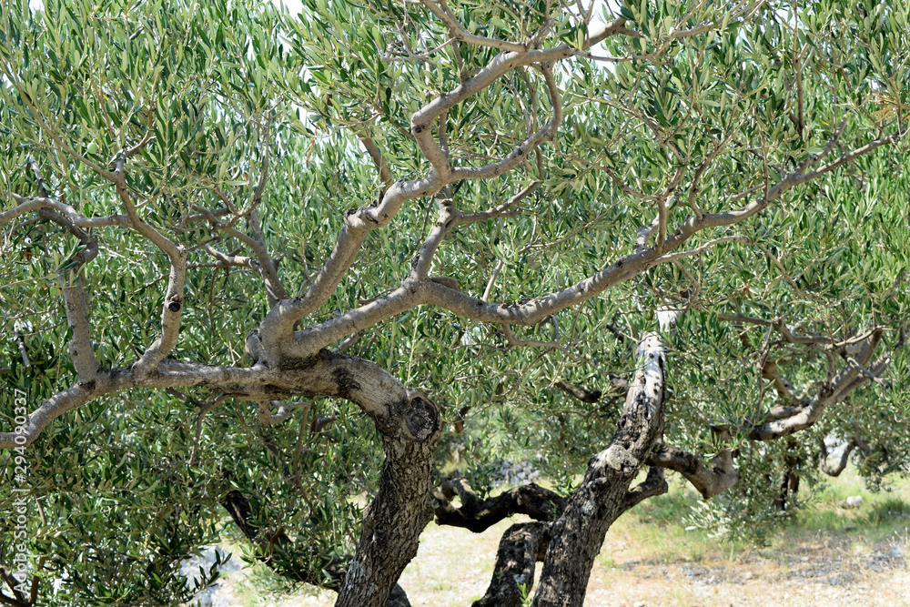 Olivenbaum