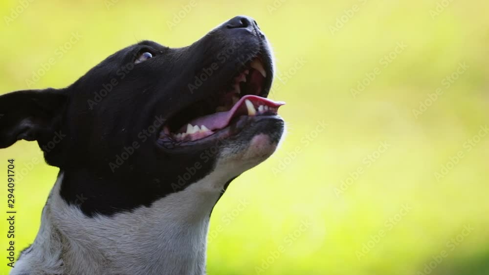 A woman feeds her beloved pet with her hands. Dog's head close-up while eating. A woman feeds her beloved pet with her hands. Dog's head close-up while eating.