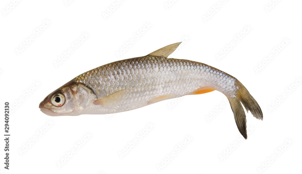Small chub fish isolated on white background Small chub fish isolated on white background