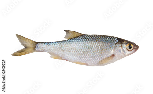 Roach fish isolated on white background, rutilus