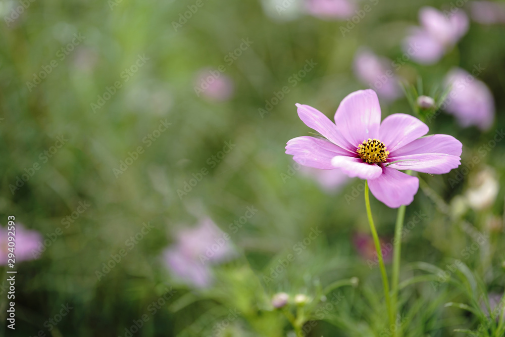 秋を迎えて満開に花を咲かせるコスモスの花達 秋を迎えて満開に花を咲かせるコスモスの花達