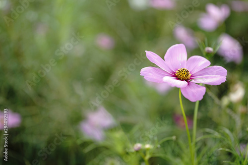 秋を迎えて満開に花を咲かせるコスモスの花達