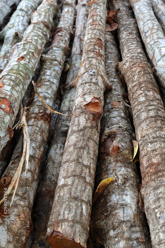 Obraz premium Wood long timber stack for charcoal factory background