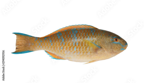 Brown parrot sea fish isolated on white