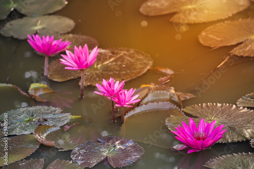 Pink lotus flower growing in the nature pond, vintage morning outdoor day lighth, nature concept