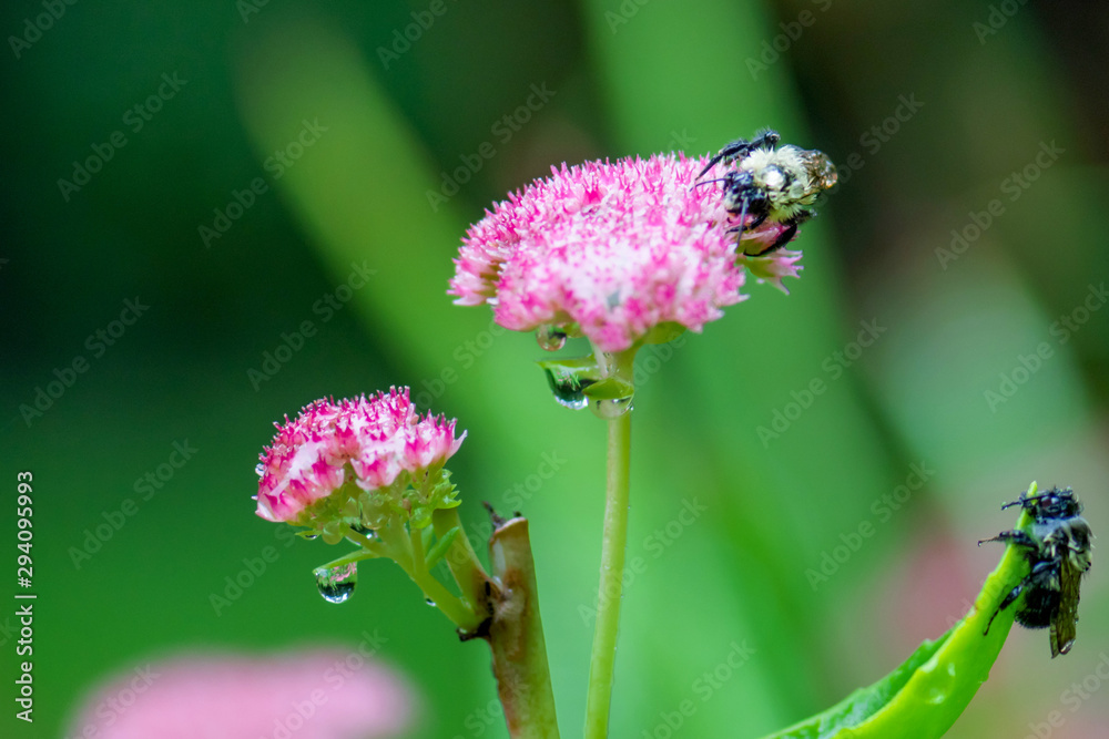 A wet bee on Sedum Autumn Joy in a raining day A wet bee on Sedum Autumn Joy in a raining day
