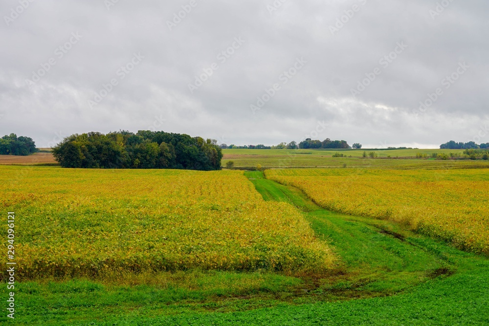 Farmland landscape with green path, yellow field and blue sky