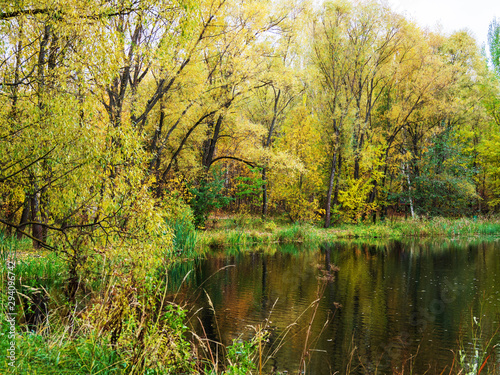 Fototapeta Naklejka Na Ścianę i Meble -  Autumn, Park, backwater, trees.